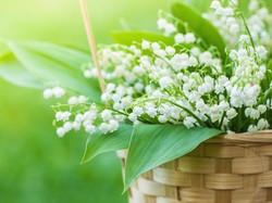 Mengenal Lily of The Valley, Bunga Mahal Favorit Pengantin, Dipakai Luna Maya Mengenal Lily of The Valley, Bunga Mahal Favorit Pengantin, Dipakai Luna Maya