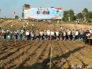 Tanam Jagung Serentak di Grobogan, Kapolri hingga Mentan Hadir