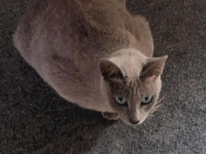 Jenis-Jenis Kucing Lokal Indonesia yang Jarang Diketahui