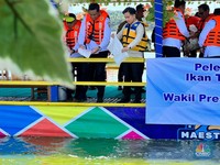 Saat Wapres Gibran Naik Kapal Kayu untuk Lepas 50 Ribu Benih Ikan