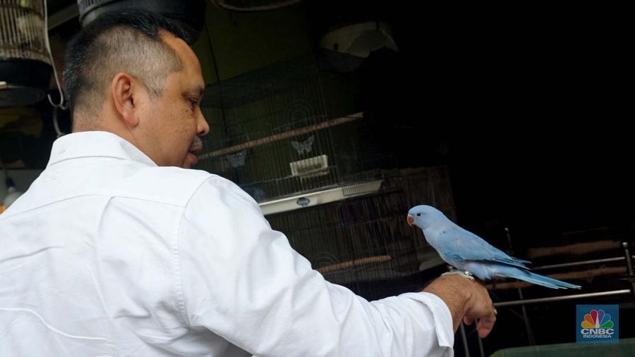 Calon pembeli melihat burung yang dijual di Pasar Hewan Barito, Jakarta, Kamis (10/7/2025). (CNBC Indonesia/Muhammad Sabki)