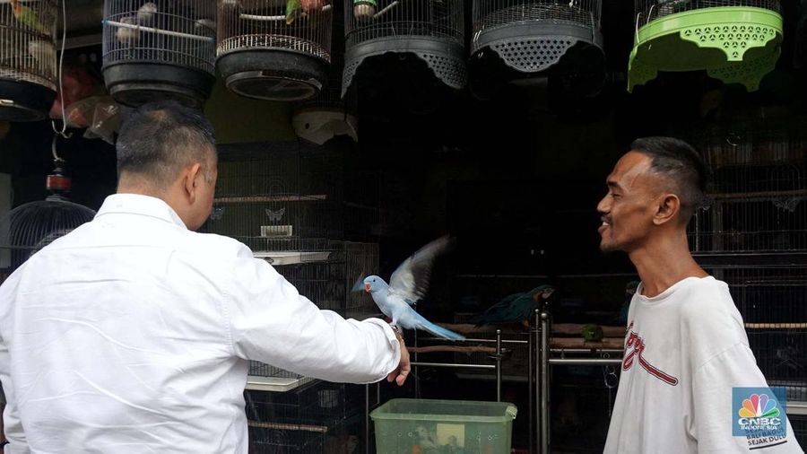 Calon pembeli melihat burung yang dijual di Pasar Hewan Barito, Jakarta, Kamis (10/7/2025). (CNBC Indonesia/Muhammad Sabki)