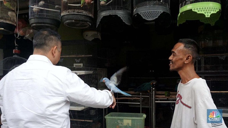 Calon pembeli melihat burung yang dijual di Pasar Hewan Barito, Jakarta, Kamis (10/7/2025). (CNBC Indonesia/Muhammad Sabki)