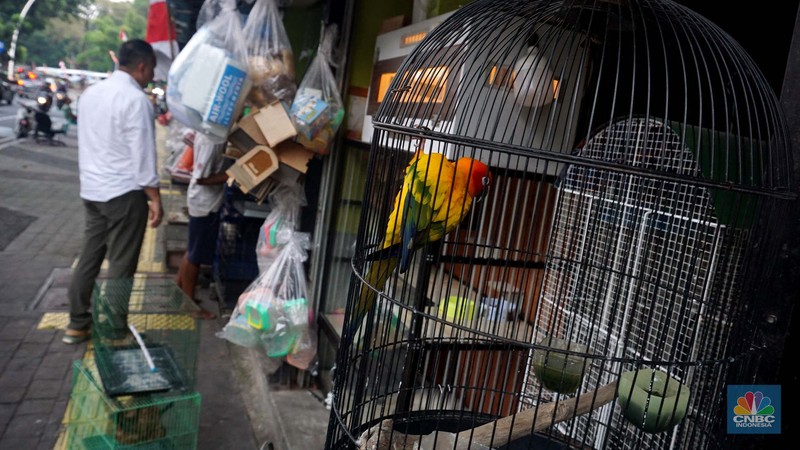 Calon pembeli melihat burung yang dijual di Pasar Hewan Barito, Jakarta, Kamis (10/7/2025). Calon pembeli melihat burung yang dijual di Pasar Hewan Barito, Jakarta, Kamis (10/7/2025). (CNBC Indonesia/Muhammad Sabki)