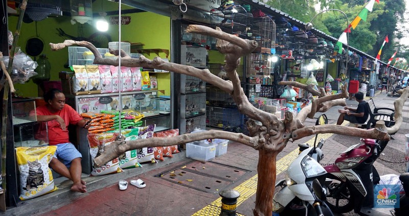 Calon pembeli melihat burung yang dijual di Pasar Hewan Barito, Jakarta, Kamis (10/7/2025). Calon pembeli melihat burung yang dijual di Pasar Hewan Barito, Jakarta, Kamis (10/7/2025). (CNBC Indonesia/Muhammad Sabki)
