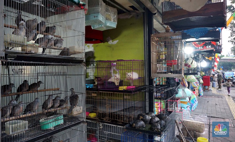 Calon pembeli melihat burung yang dijual di Pasar Hewan Barito, Jakarta, Kamis (10/7/2025). Calon pembeli melihat burung yang dijual di Pasar Hewan Barito, Jakarta, Kamis (10/7/2025). (CNBC Indonesia/Muhammad Sabki)
