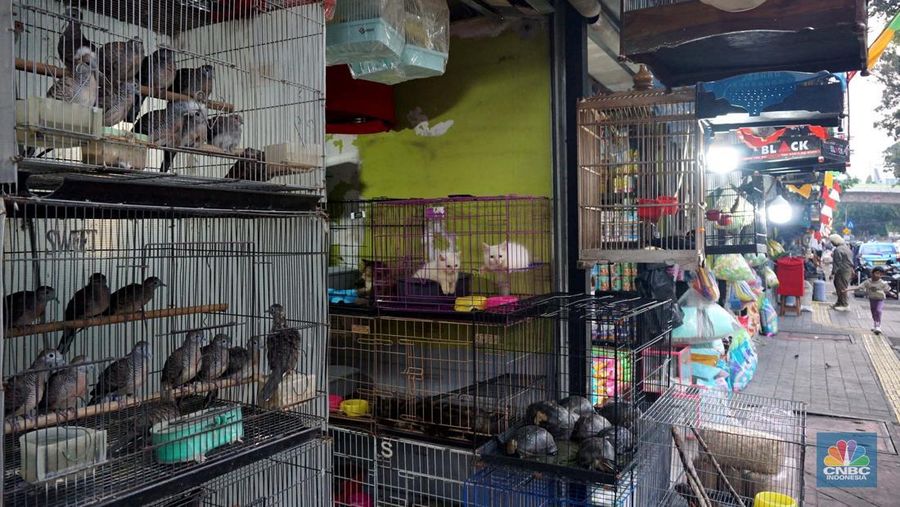 Calon pembeli melihat burung yang dijual di Pasar Hewan Barito, Jakarta, Kamis (10/7/2025). (CNBC Indonesia/Muhammad Sabki)
