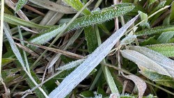 Brrr! Embun Dieng Membeku Pagi Ini, Suhu 0 Derajat Celsius