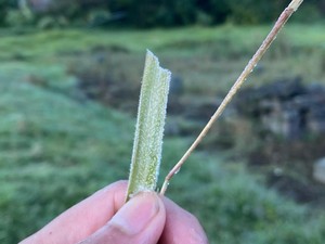 Dieng Membeku, Suhu 0 Derajat Celcius Tadi Pagi