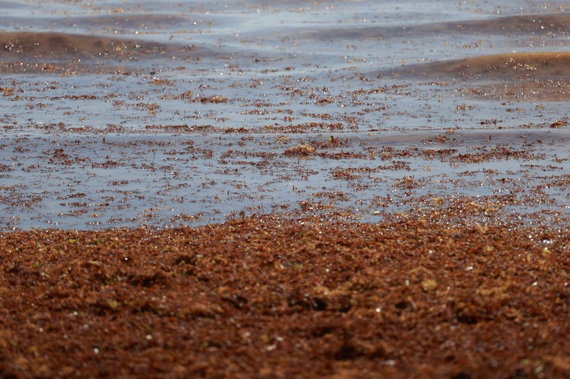 Kondisi pantai yang dipenuhi rumput laut sargassum, sejenis alga di Punta Cana, Republik Dominika, Rabu (9/7/2025). (REUTERS/Erika Santelices)