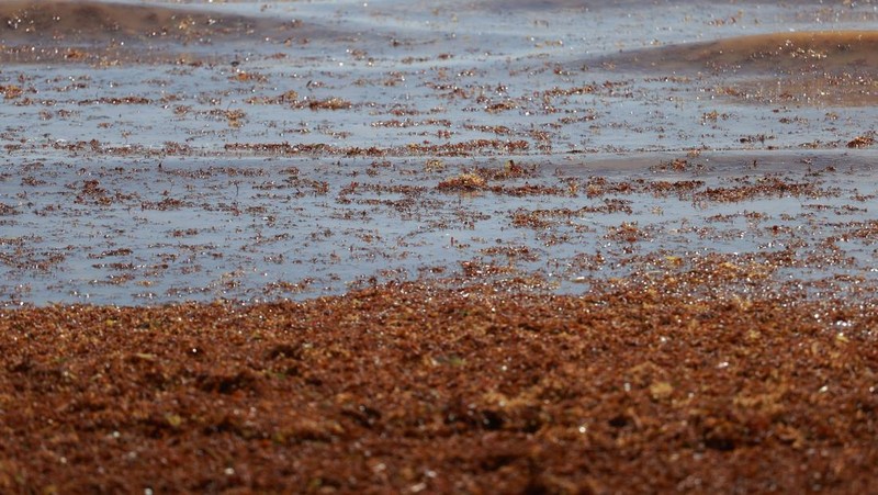 Kondisi pantai yang dipenuhi rumput laut sargassum, sejenis alga di Punta Cana, Republik Dominika, Rabu (9/7/2025). (REUTERS/Erika Santelices)