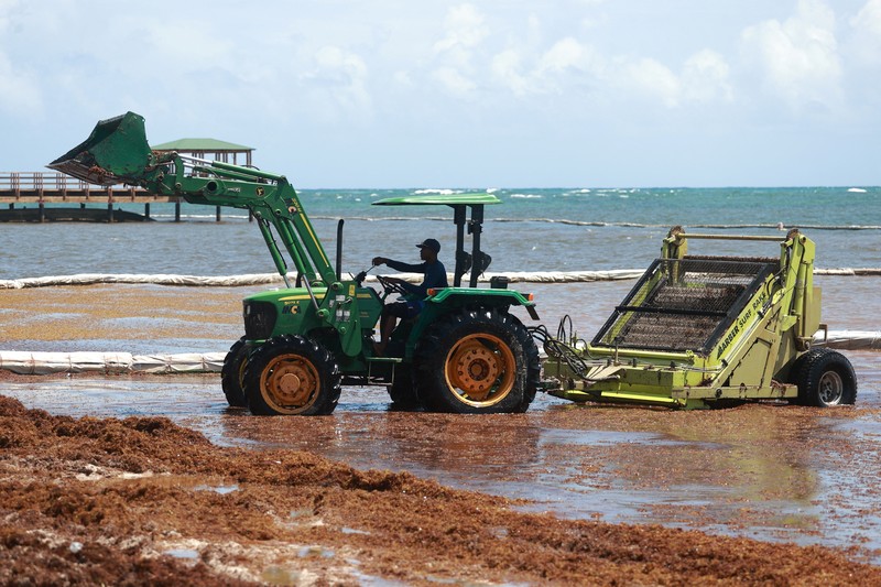 Kondisi pantai yang dipenuhi rumput laut sargassum, sejenis alga di Punta Cana, Republik Dominika, Rabu (9/7/2025). (REUTERS/Erika Santelices) Kondisi pantai yang dipenuhi rumput laut sargassum, sejenis alga di Punta Cana, Republik Dominika, Rabu (9/7/2025). (REUTERS/Erika Santelices)