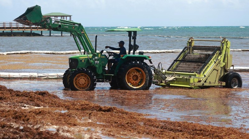 Kondisi pantai yang dipenuhi rumput laut sargassum, sejenis alga di Punta Cana, Republik Dominika, Rabu (9/7/2025). (REUTERS/Erika Santelices)