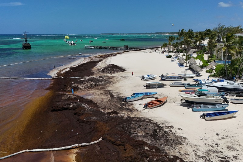 Kondisi pantai yang dipenuhi rumput laut sargassum, sejenis alga di Punta Cana, Republik Dominika, Rabu (9/7/2025). (REUTERS/Erika Santelices) Kondisi pantai yang dipenuhi rumput laut sargassum, sejenis alga di Punta Cana, Republik Dominika, Rabu (9/7/2025). (REUTERS/Erika Santelices)
