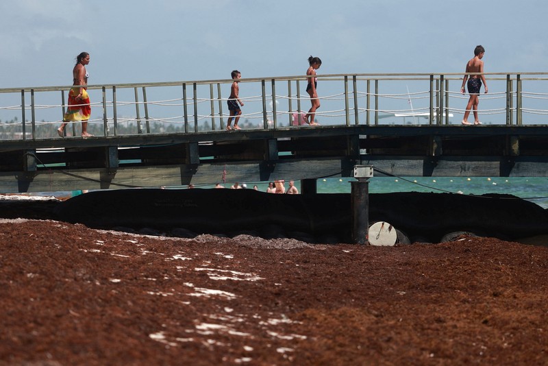 Kondisi pantai yang dipenuhi rumput laut sargassum, sejenis alga di Punta Cana, Republik Dominika, Rabu (9/7/2025). (REUTERS/Erika Santelices) Kondisi pantai yang dipenuhi rumput laut sargassum, sejenis alga di Punta Cana, Republik Dominika, Rabu (9/7/2025). (REUTERS/Erika Santelices)