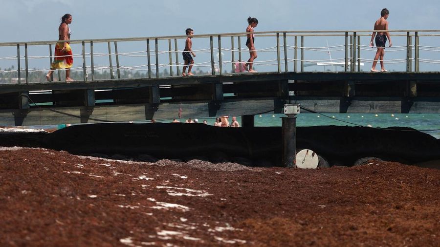 Kondisi pantai yang dipenuhi rumput laut sargassum, sejenis alga di Punta Cana, Republik Dominika, Rabu (9/7/2025). (REUTERS/Erika Santelices)