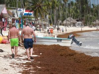 Penampakan Pantai Terkepung Alga Rumput Laut, Pendapatan Warga Ambruk