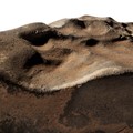 Meteorit Mars. (Dok. sothebys.com)