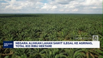 Video: Negara Alihkan Lahan Sawit Ilegal 833 Ribu Hektar Ke Agrinas
