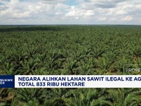 Video: Negara Alihkan Lahan Sawit Ilegal 833 Ribu Hektar Ke Agrinas