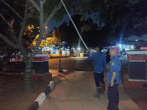 Saat Damkar Indramayu Beraksi Tangani Tawon dan Ular