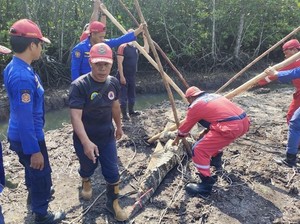 Buaya Sepanjang 3,3 Meter Masuk Permukiman Warga di Belitung