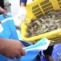 Ada Isu Radioaktif di Udang RI, Petambak Lokal Ikut Menderita
