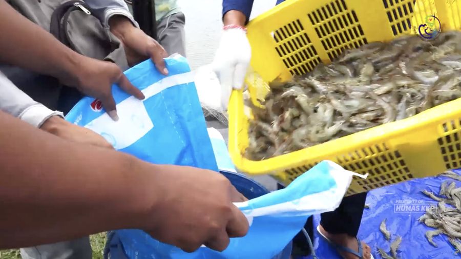 Seseorang memanen Udang. (Tangkapan Layar Youtube/Kementerian Kelautan dan Perikanan)