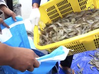 Ada Isu Radioaktif di Udang RI, Petambak Lokal Ikut Menderita