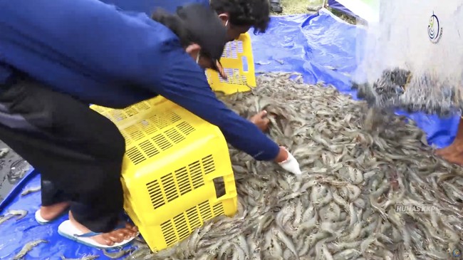 Emiten Udang Kaesang (PMMP) Terlilit Utang Hingga PHK Karyawan