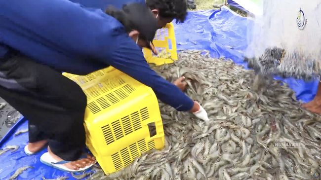 Petaka Tarif Trump, Petambak-Nelayan RI Satu per Satu Terancam Hilang