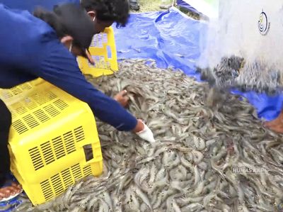 Usai Anjlok Efek Kasus Radioaktif CS-137, Harga Udang RI Kini Normal?