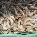 Pemerintah Bentuk Satgas Baru, Tangani Isu Pencemaran Udang
