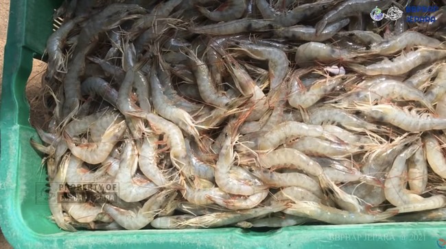 Alasan KKP Bangun Tambak Udang Sampai 2.000 Ha, Singgung Insiden AS