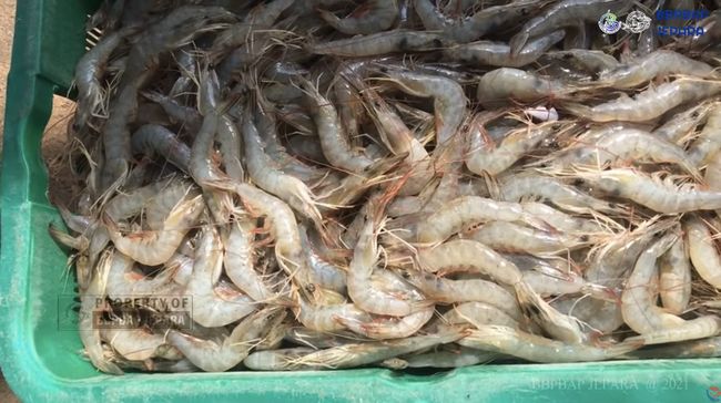 Pemerintah Bentuk Satgas Baru, Tangani Isu Pencemaran Udang