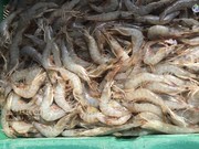 Memperkuat Ketangguhan Sistem Mutu Udang Indonesia