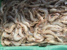 Memperkuat Ketangguhan Sistem Mutu Udang Indonesia