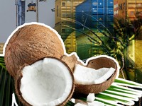 Ironi RI: Raja Kelapa yang Gagal Kuasai Dunia, Dihajar Negara Ini