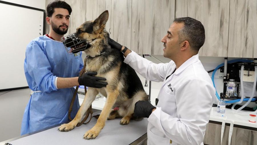 Pusat pelatihan intensif di Pusat K9 Nasional Yordania di Amman. (REUTERS/Alaa Al Sukhni)