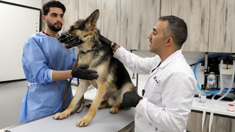 Pusat pelatihan intensif di Pusat K9 Nasional Yordania di Amman. (REUTERS/Alaa Al Sukhni)
