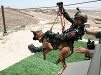 Intip Pelatihan Modern Prajurit Anjing K9 Nasional Milik Yordania