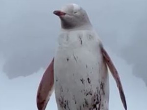 Video: Kotoran Penguin Ternyata Punya Pengaruh ke Pembentukan Awan Lho