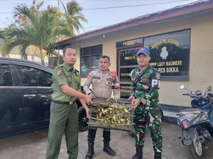 Gagal Diselundupkan ke Surabaya, 1.260 Burung Dilindungi Disita di Maumere