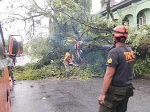 Banyak Pohon Tumbang di Padang karena Hujan dan Angin Kencang