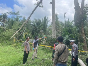 Kakek di Bangli Tewas Jatuh dari Pohon Setinggi 20 Meter