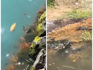 Video: Ribuan Ikan di Danau Batur Mati Mendadak, Diduga Dampak Upwelling