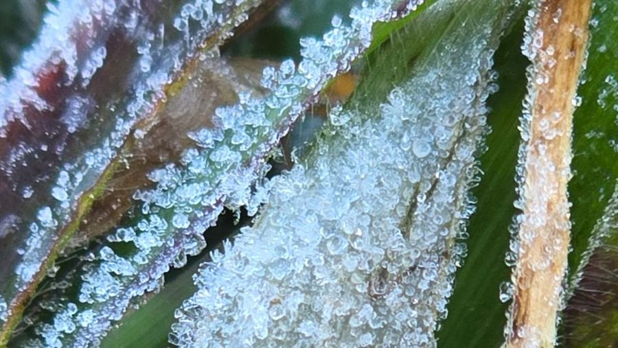 Frost atau embun beku di Dataran Tinggi Dieng, Juli 2025. Saat ini suhu disebut sudah mencapai 5 derajat Celcius. (Dok. Guswanto-Deputi bidang Meteorologi BMKG)