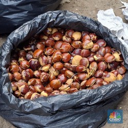 Harga Jengkol di Pasar Minggu Menggila Jadi Rp90.000/Kg-Tomat Rp30.000