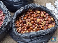 Harga Jengkol di Pasar Minggu Menggila Jadi Rp90.000/Kg-Tomat Rp30.000