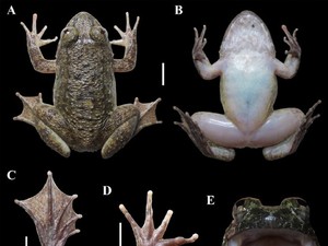 Ada Temuan Spesies Baru Katak Bertaring di Pegunungan Meratus